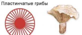 Белый гриб — фото и описание, как отличить белый гриб от ложного