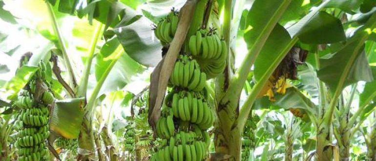Могут ли бананы нанести вред здоровью?