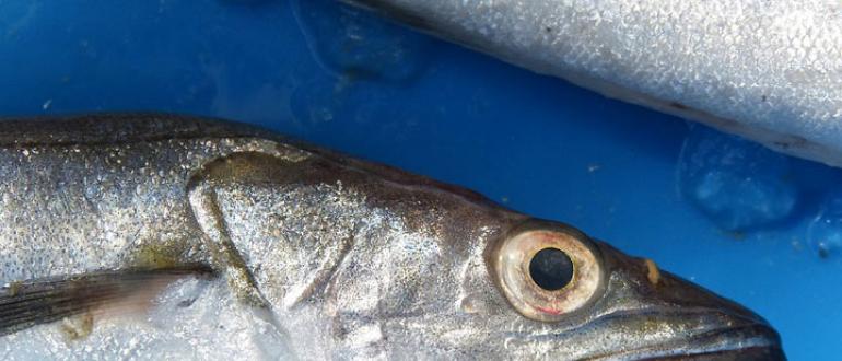 Рыба хек: вред или польза для здоровья человека?