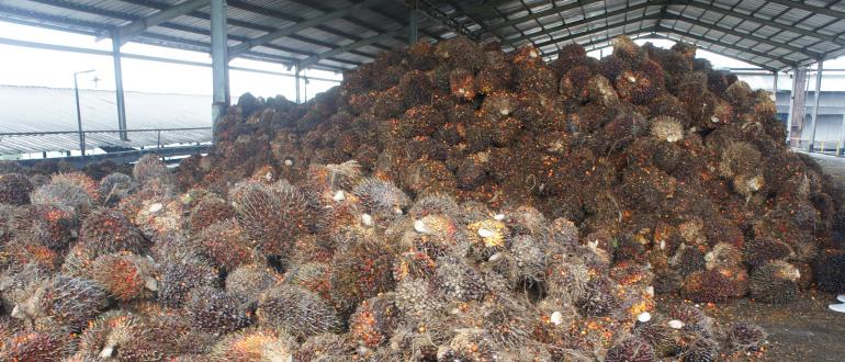 Можно ли употреблять продукты с пальмовым маслом: в чем его вред и есть ли от него польза?