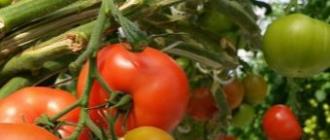 Cultivarea castraveților și roșiilor în seră Aplicare în dietetică și slăbire