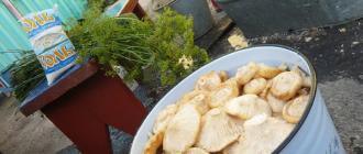 Ciuperci cu lapte sărat: rețete pentru iarnă în borcane, gătit folosind metode calde și reci