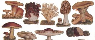 Tipuri de ciuperci și caracteristicile lor