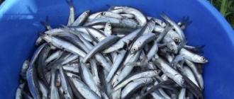 Herring sprats at home: cooking in different ways