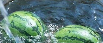 Hur man saltar och syltar vattenmeloner: klassiska och ovanliga recept Snabbsaltning av vattenmeloner med bitar av senap