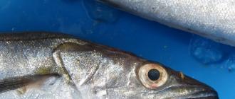 Hake fish: harm or benefit to human health?